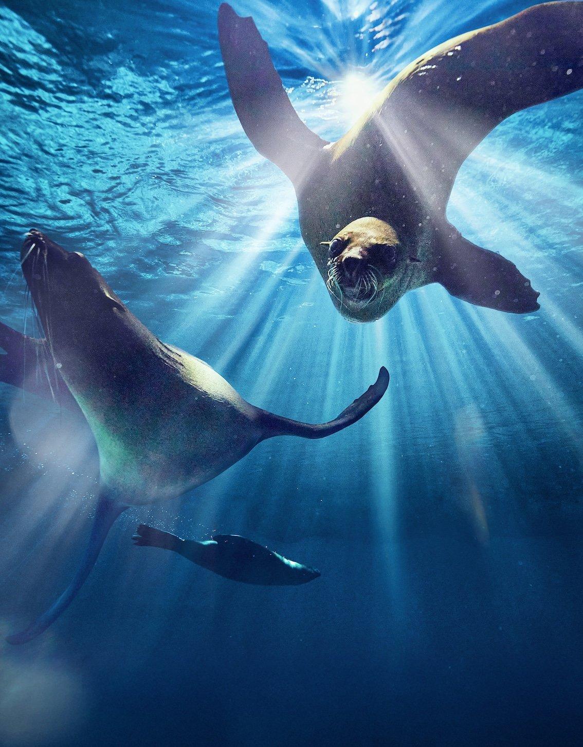 Sea Lion Experiences 